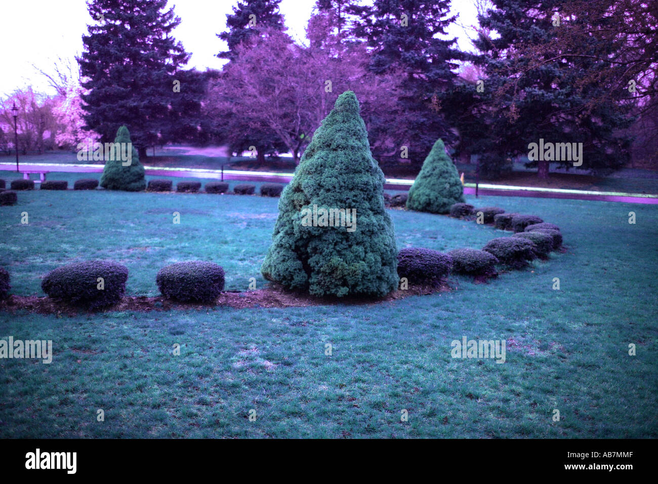 Circle Bush Pattern Ring of conifer bushes form a circular pattern on a lawn Stock Photo ...