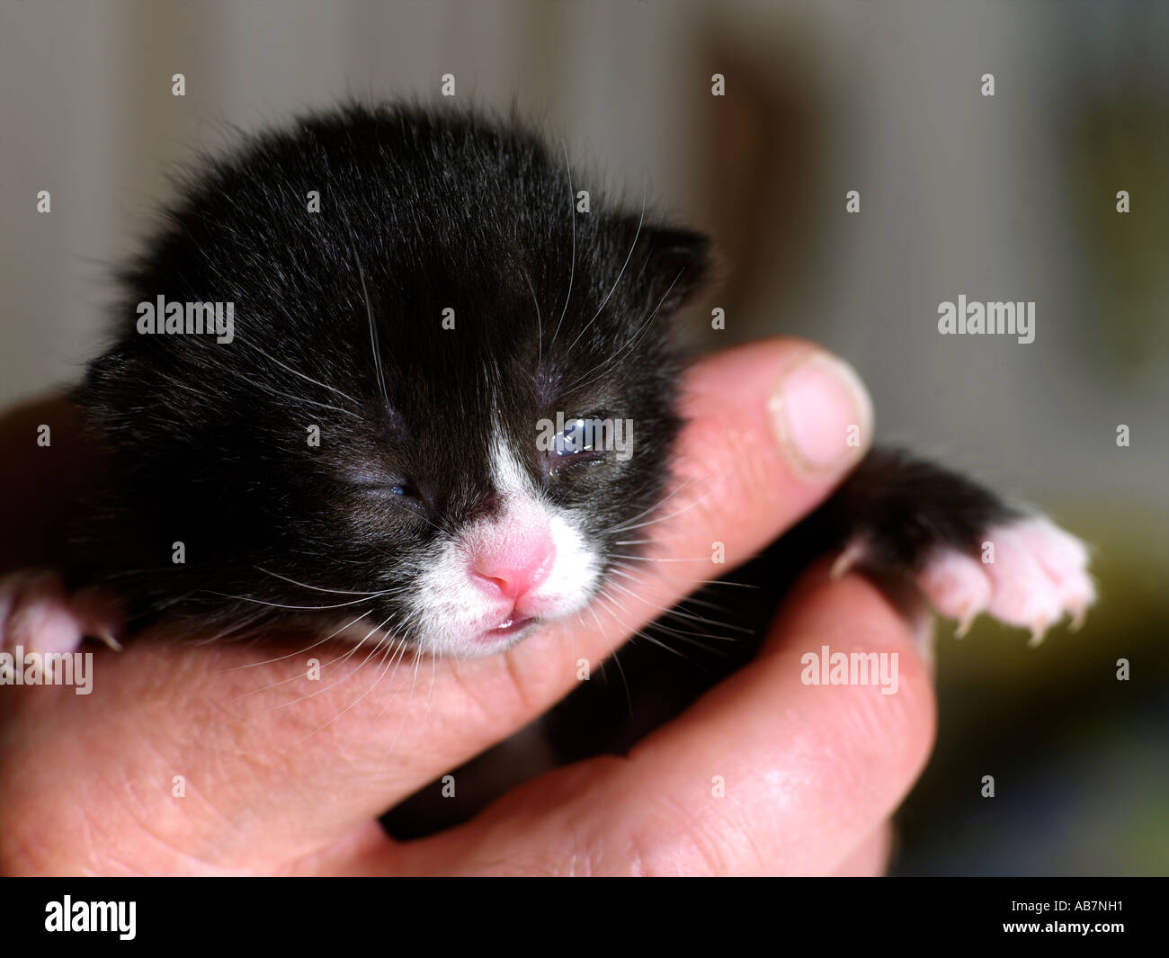 Ten Day Old Kitten Opening Eyes with One Open and One Closed Stock