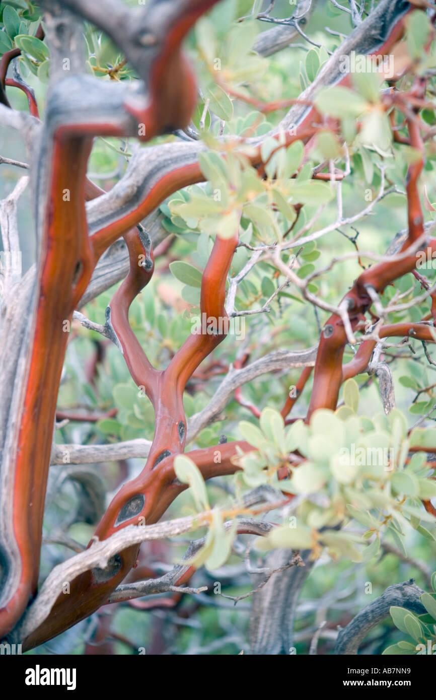 Manzanita Tree Stock Photos & Manzanita Tree Stock Images Alamy
