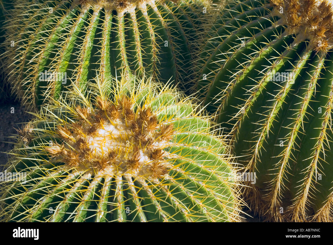 Barrel cactus Phoenix Desert Botanical Garden Stock Photo Alamy