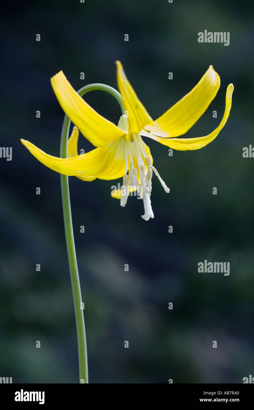FLOWER Glacier Lily (Erythronium grandiflorum) Table Mountain, Kittitas County, Eastern Washington JUNE Stock Photo