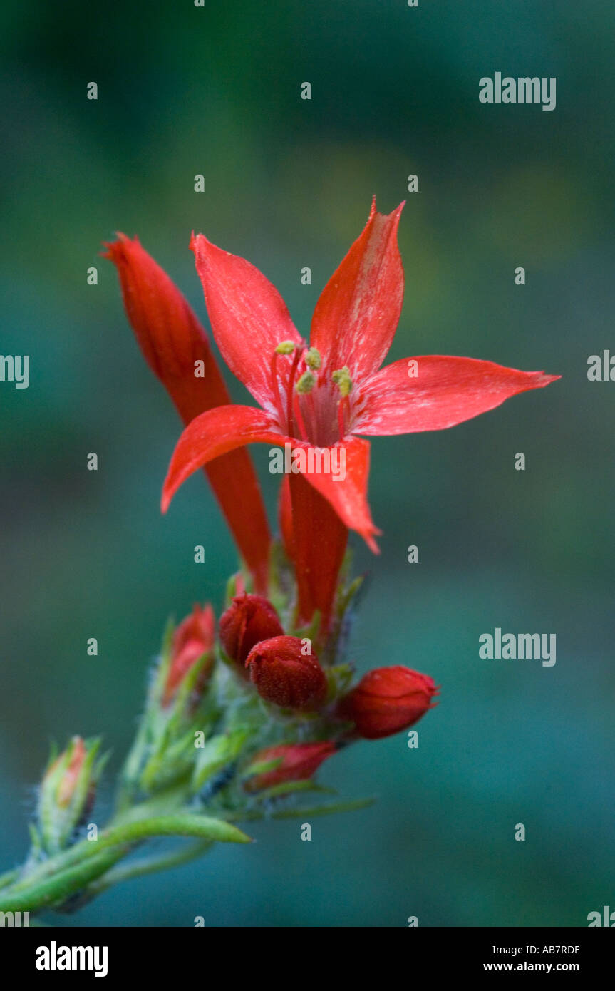 SKYROCKET Flower (Ipomopsis aggregata) Kittitas County, Eastern Washington JUNE Stock Photo