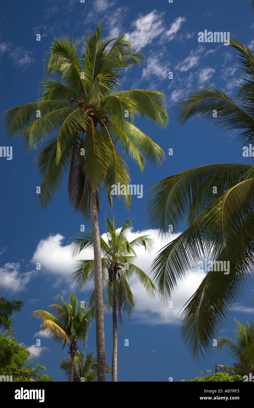 Palm Trees Costa Rica Stock Photo - Alamy