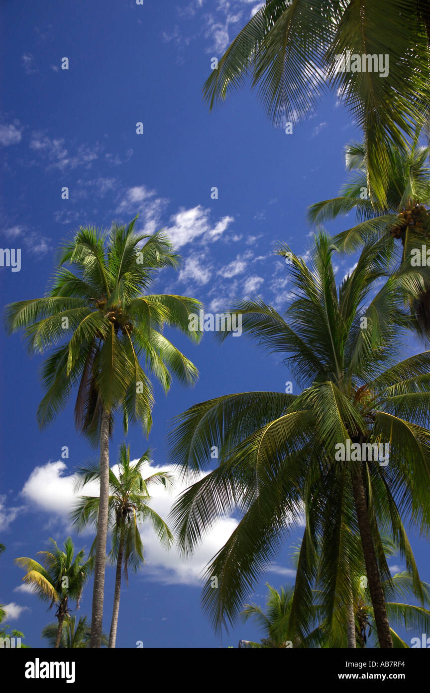 Costa Rica palm trees Stock Photo - Alamy