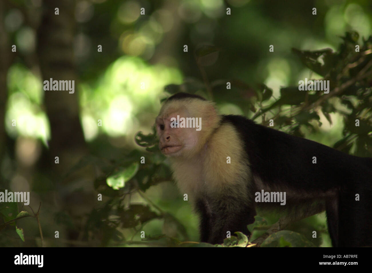 white faced monkey Costa Rica Stock Photo - Alamy