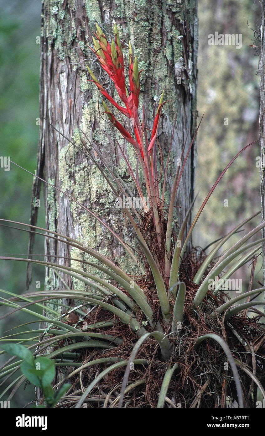 QuillLeaf (Tillandsia fasciculata), plant epiphytic at a stem, Florida