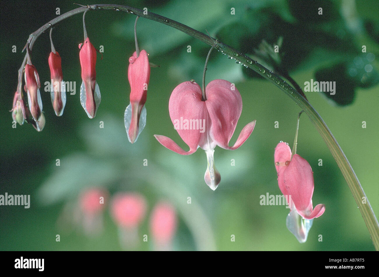 common bleeding heart (Dicentra spectabilis), flower, Germany Stock Photo