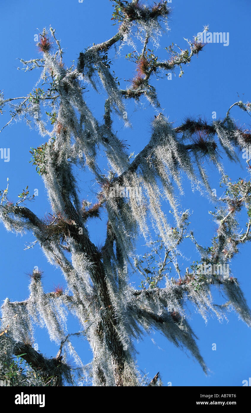 old man's beard, spanish moss (Tillandsia usneoides), epiphytic plants, USA, Florida Stock Photo