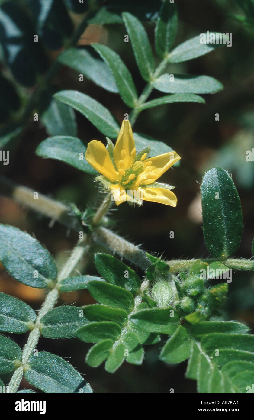puncture-vine (Tribulus terrestris), on a field Stock Photo