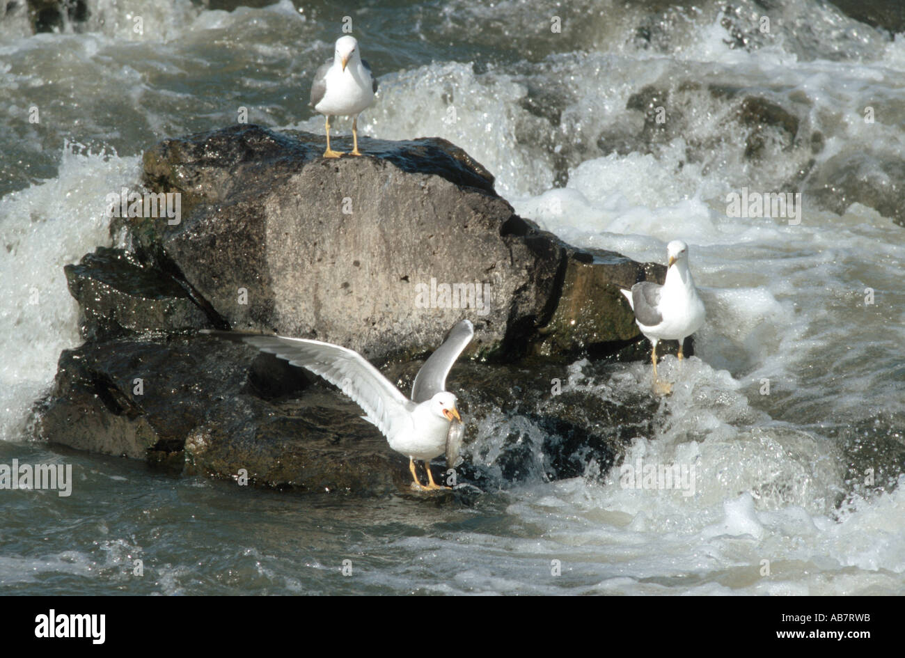 yellow-legged gull (Larus cachinnans), yellow-legged gulls fishing Stock Photo