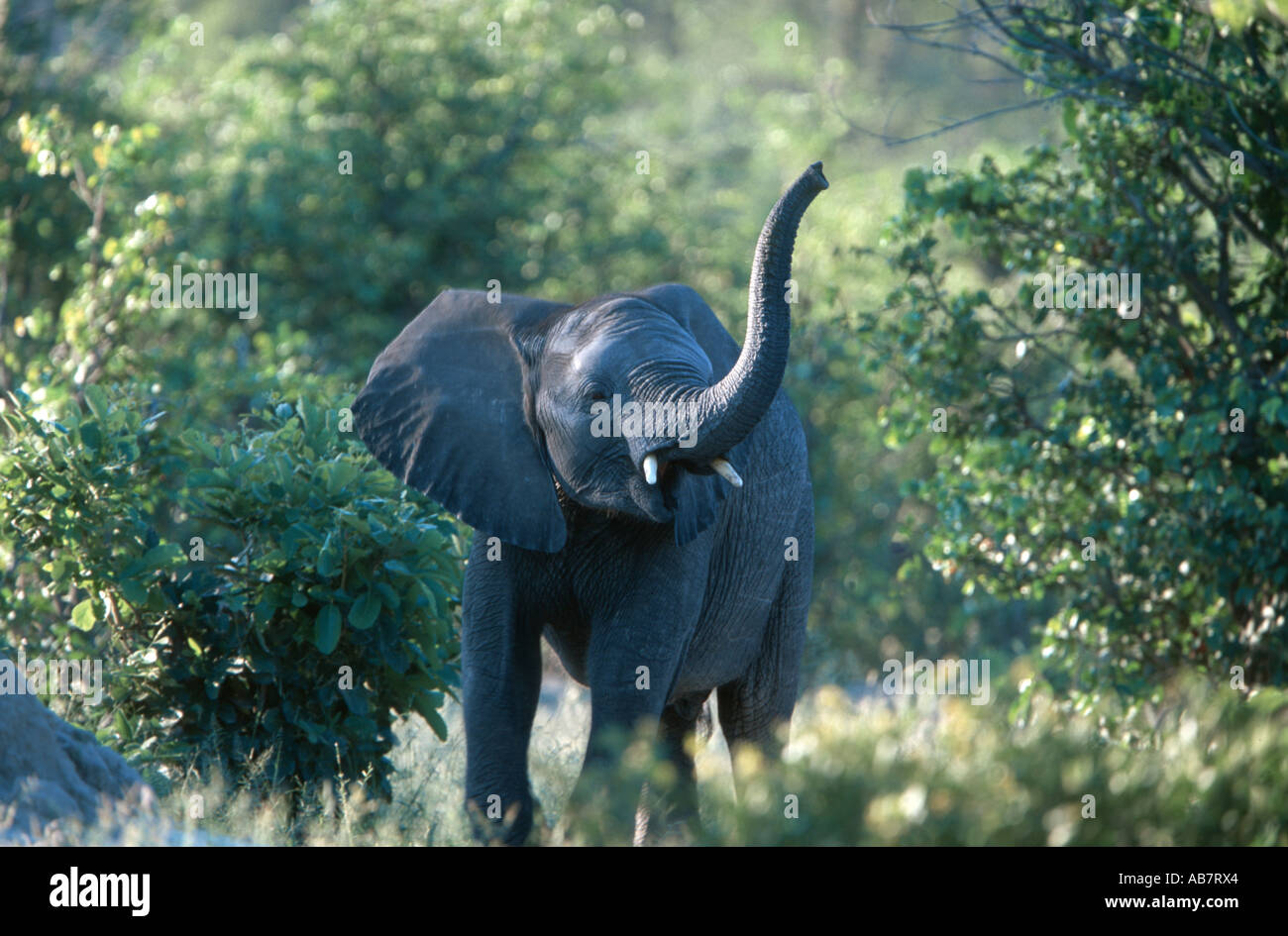 African elephant (Loxodonta africana), juvenile, Botswana Stock Photo