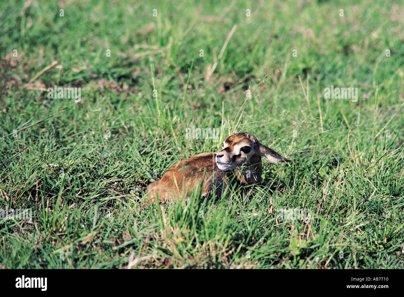 Baby Thomson s Gazelle Masai Mara National Reserve Kenya East Africa Stock Photo