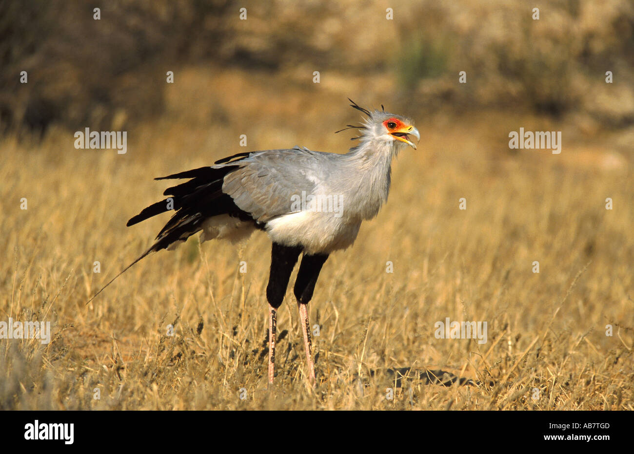 secretary bird (Sagittarius serpentarius), standing, South Africa Stock ...