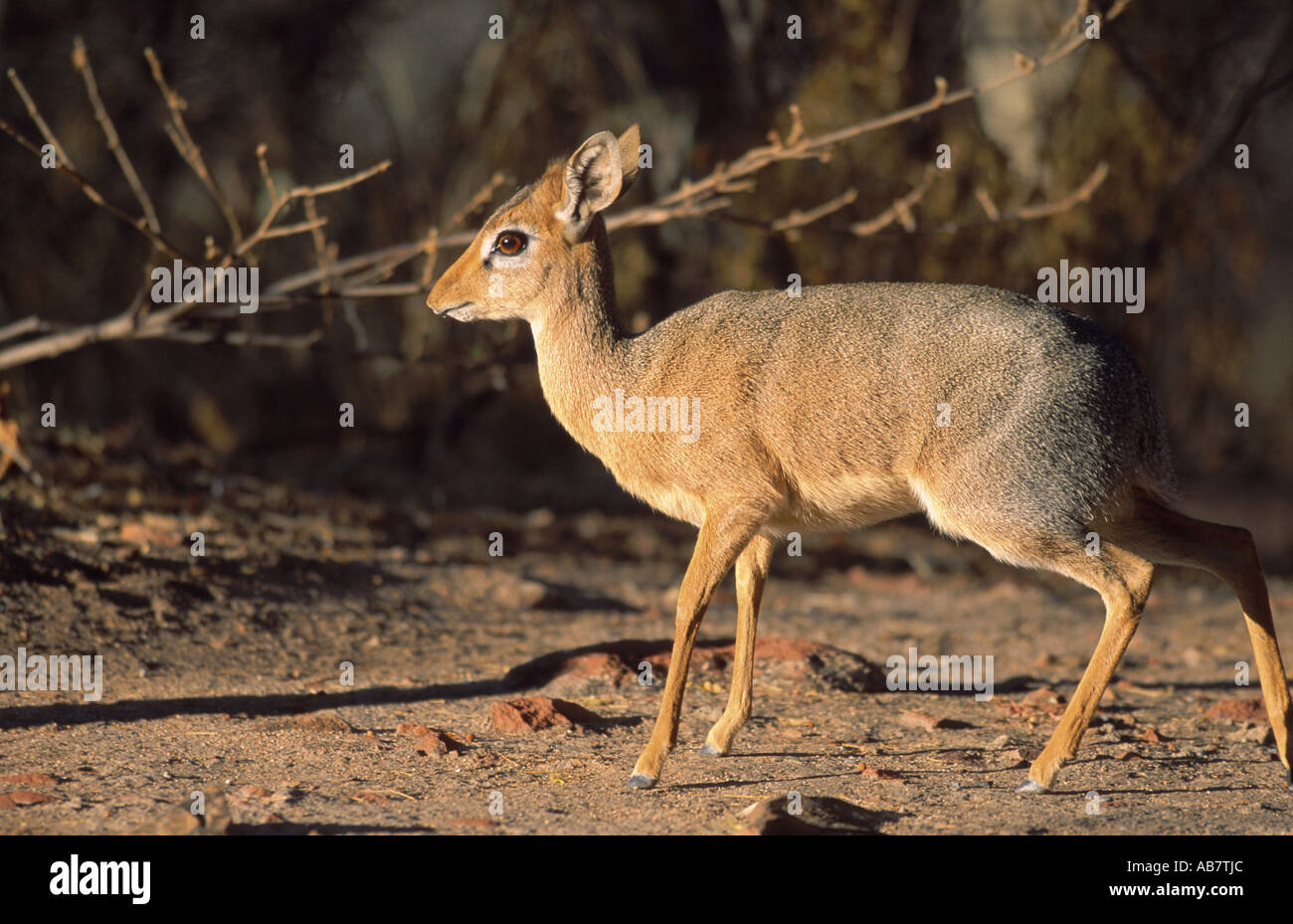 kirk-s-dikdik-madoqua-kirkii-side-view-namibia-stock-photo-alamy