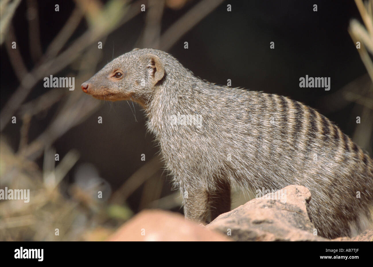 The Mongoose High Resolution Stock Photography And Images Alamy The Mongoose High Resolution Stock Photography And Images Alamy