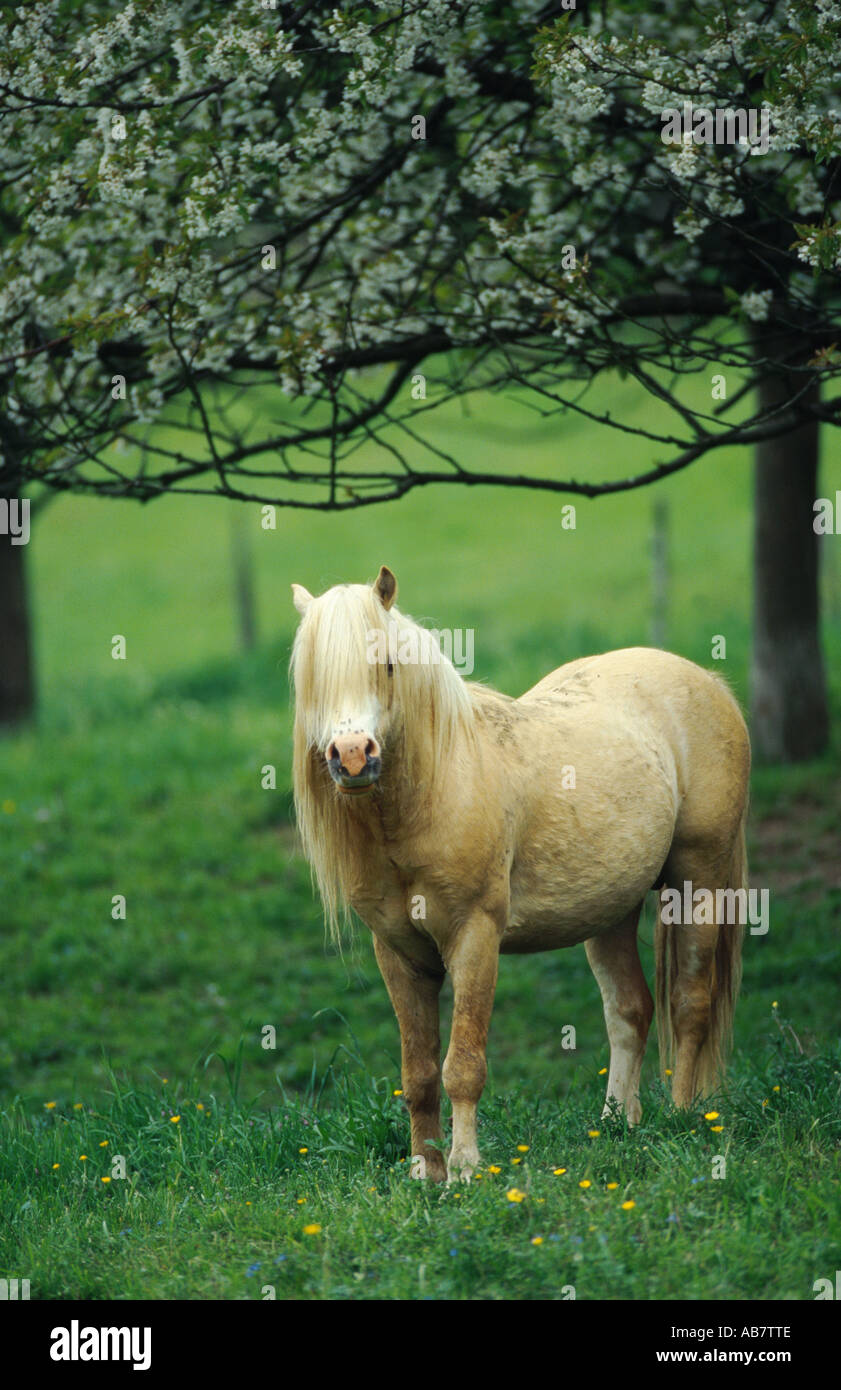 Welsh Pony, Section A, WelshMountainPony, Welsh Mountain Pony (Equus