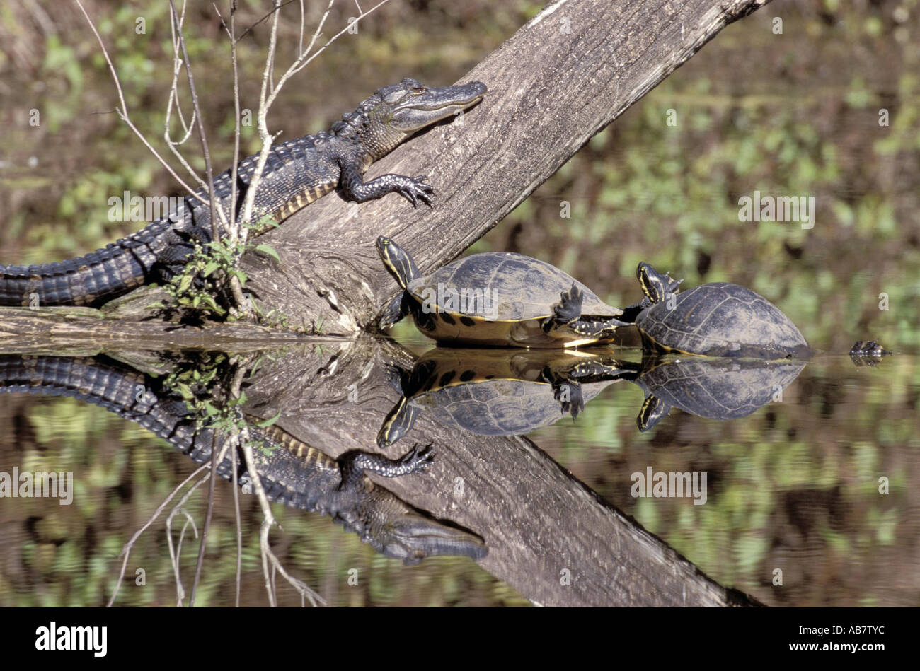 American alligator (Alligator mississippiensis), sun bath, USA, Florida Keys Stock Photo Alamy