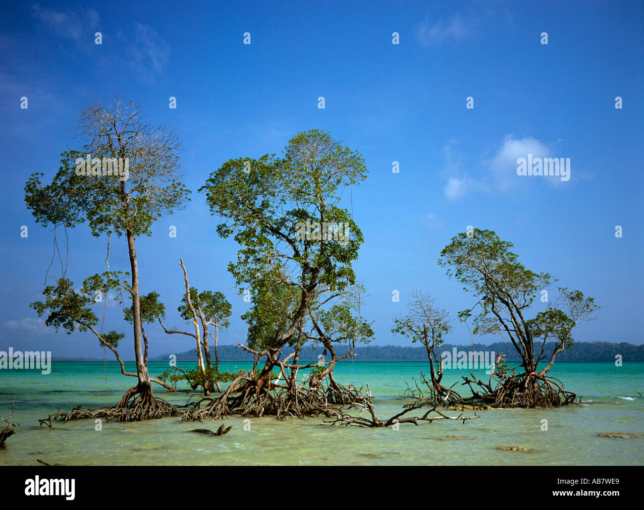 India Andaman Islands Havelock Island mangrove on east coast at Dolphin