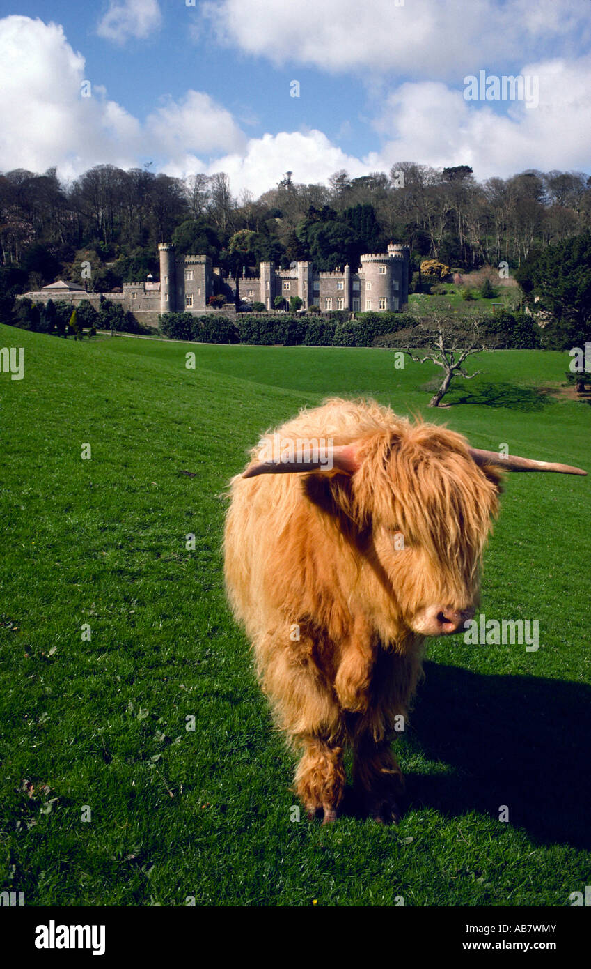 Highland cow standing in front of Caerhays Castle, Cornwall Stock Photo ...