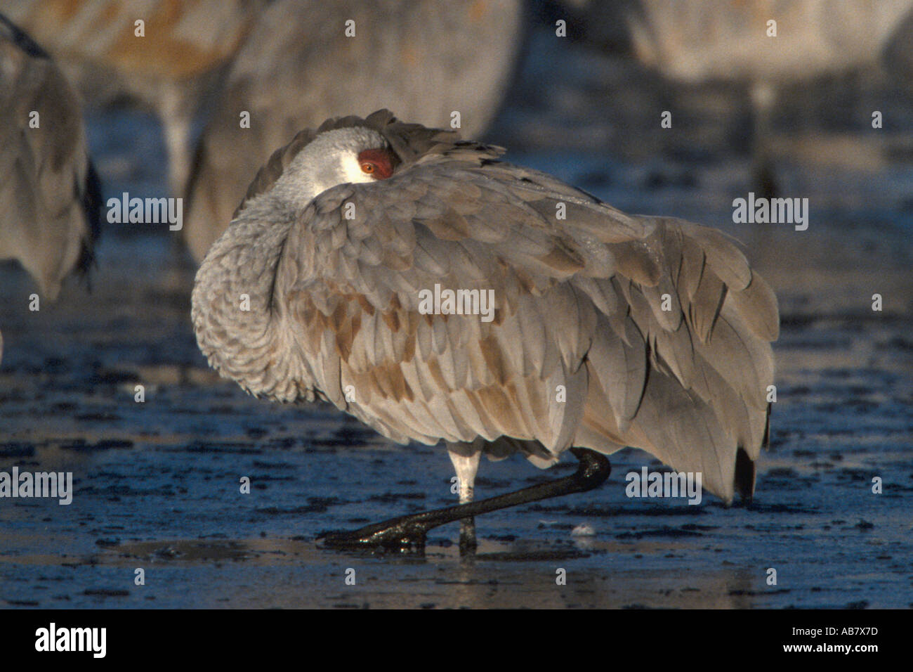 Bosque del apache hi-res stock photography and images - Alamy