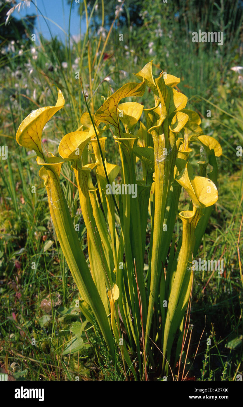 yellow pitcher plant, huntsman horn (Sarracenia flava), plant Stock Photo