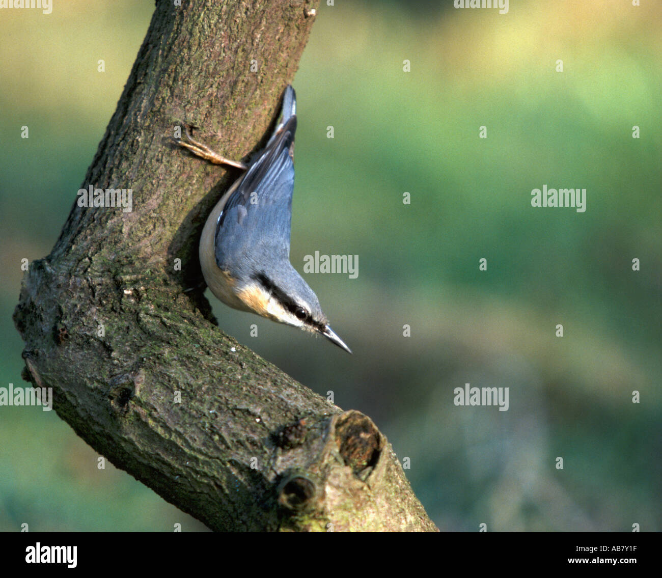 Nuthatch on Branch Stock Photo