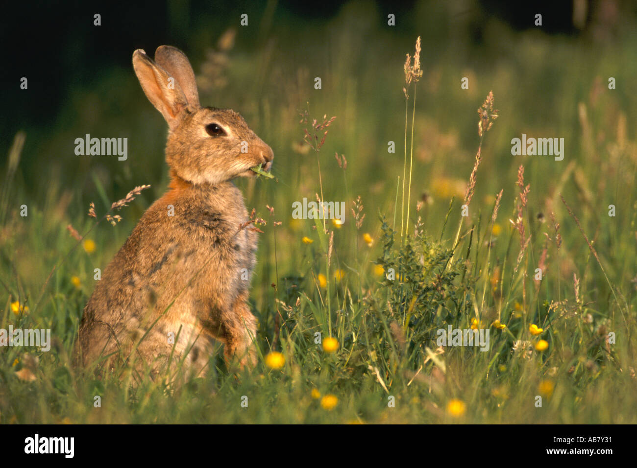 Hay grass hi-res stock photography and images - Alamy