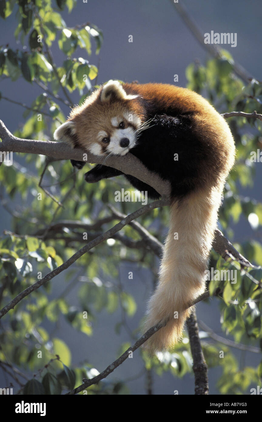 lesser panda, red panda (Ailurus fulgens), sitting on a branch, captive, China, Wolong Valley Stock Photo