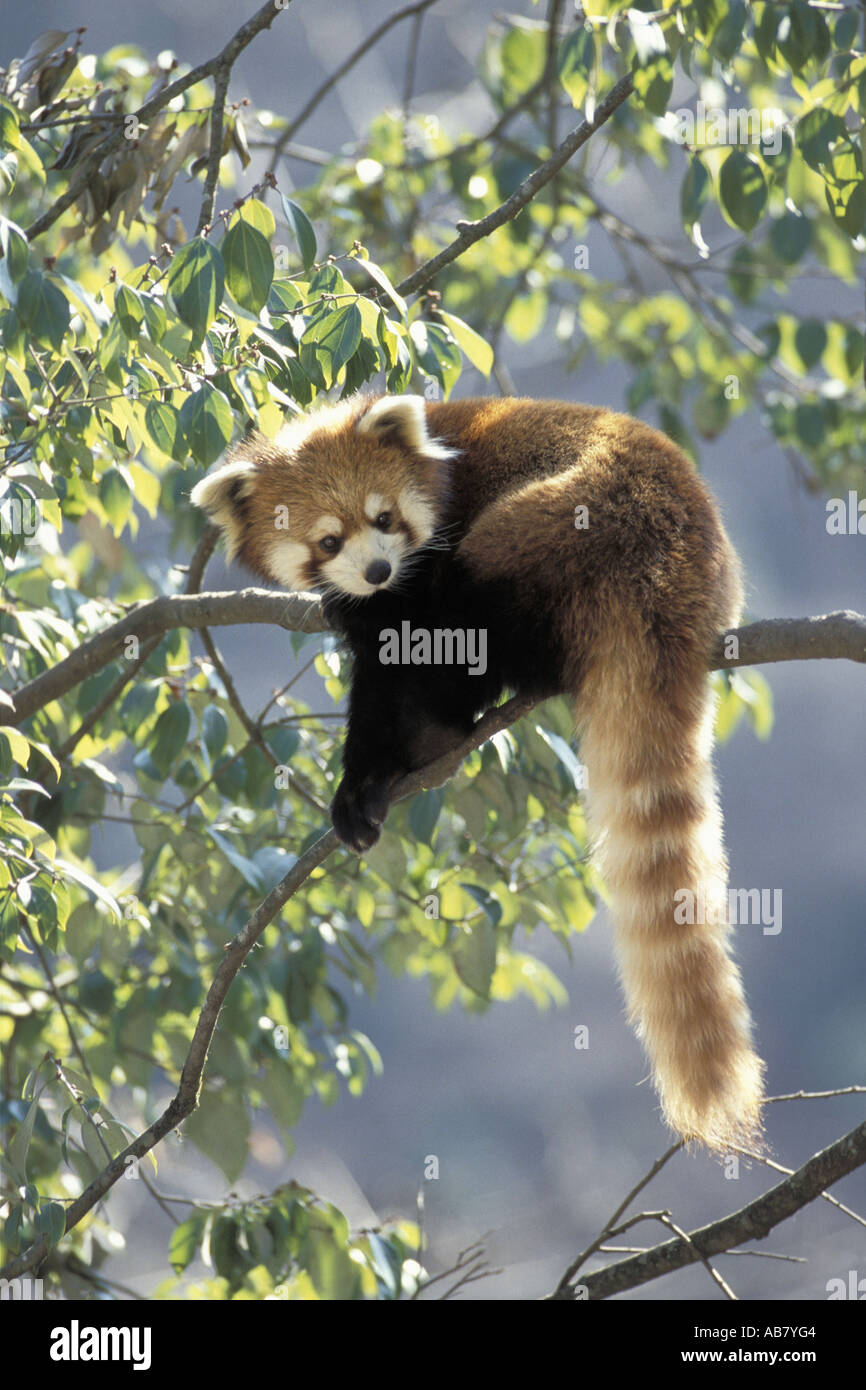 lesser panda, red panda (Ailurus fulgens), sitting on a branch, captive, China, Wolong Valley Stock Photo