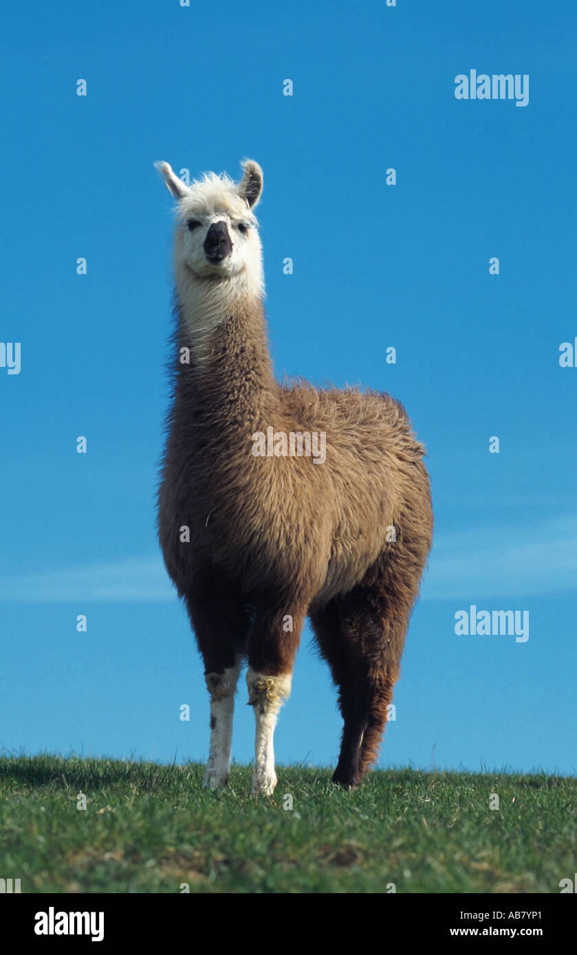 llama (Lama glama) Stock Photo