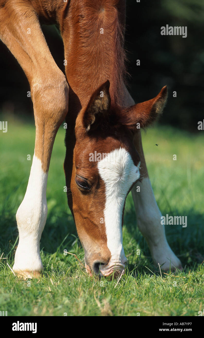 American saddlebred horses hi-res stock photography and images - Alamy