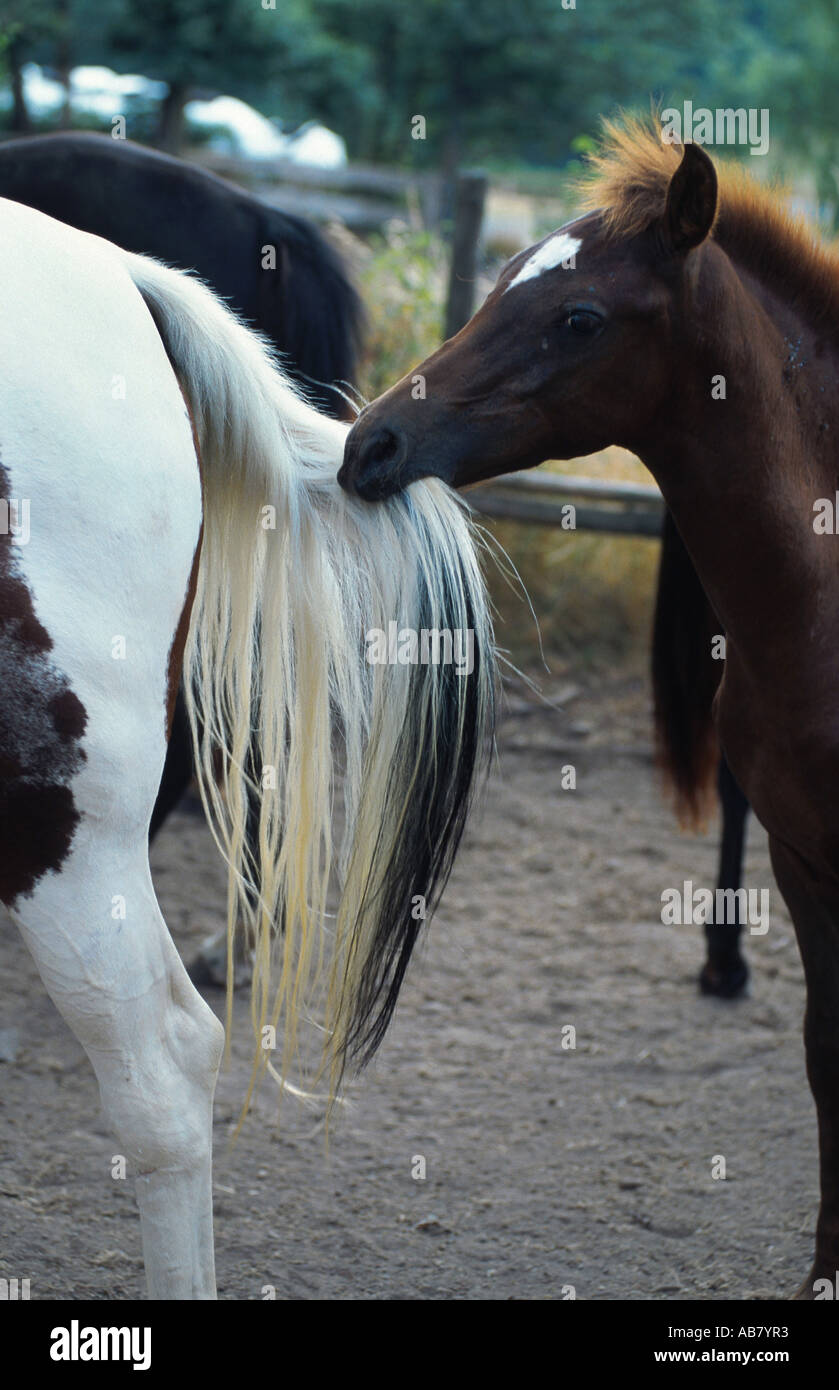 Lewitzer Schecke pony (Equus przewalskii f. caballus), foal biting mare