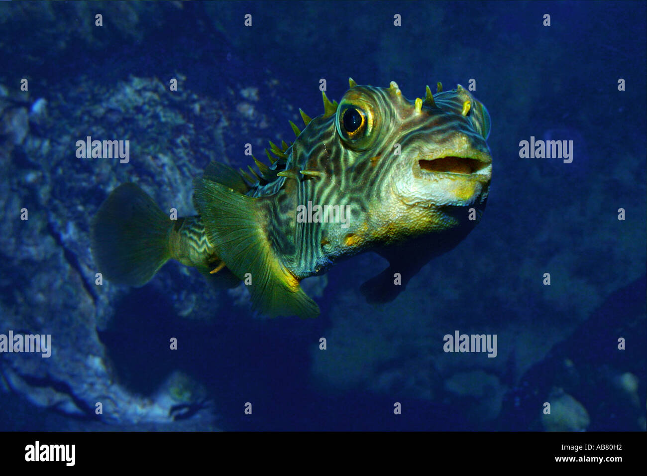 stripped burrfish (Chilomycterus schoepfi), portrait Stock Photo