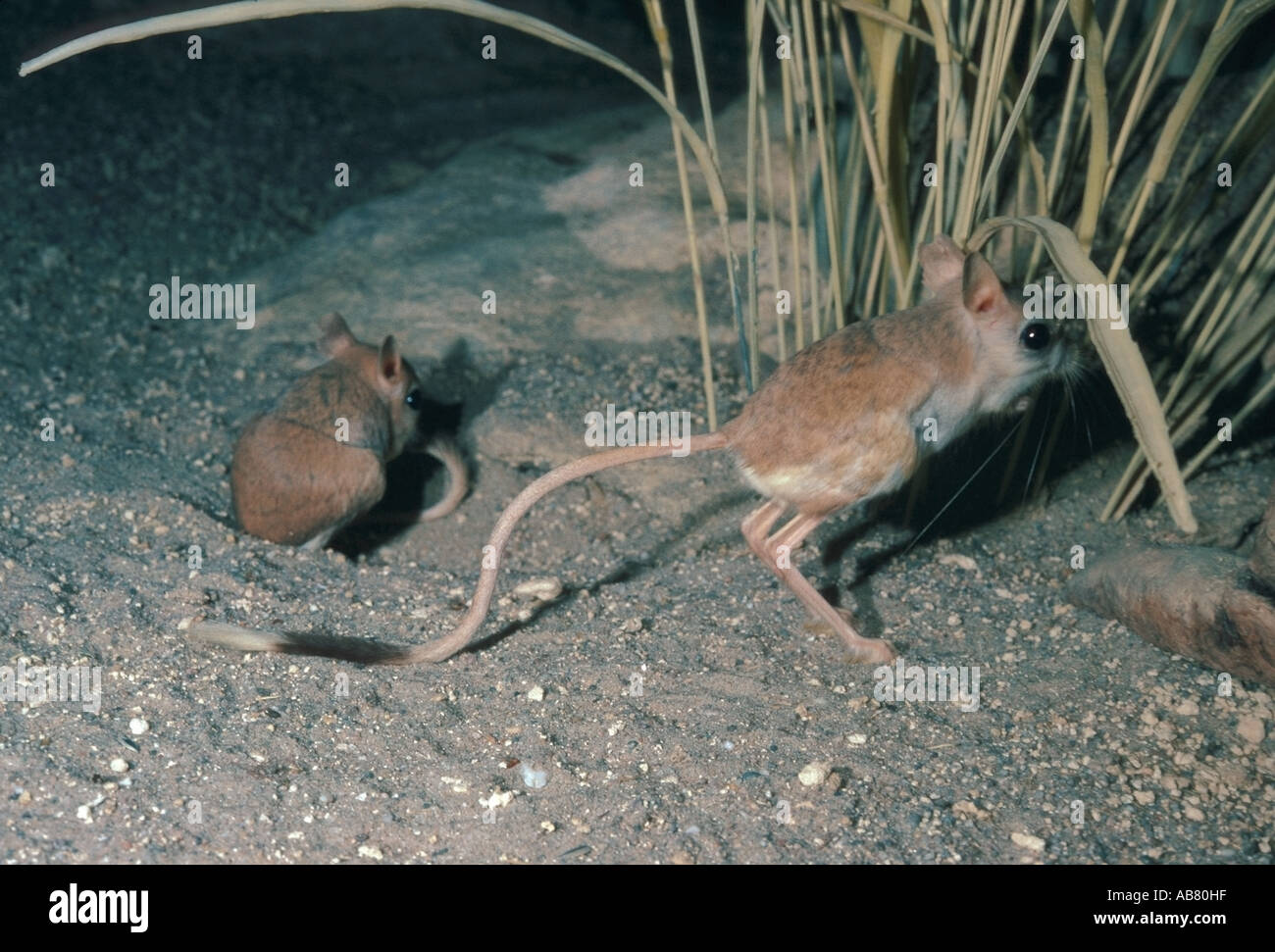 lesser Egyptian jerboa, desert jerboa (Jaculus jaculus), two
