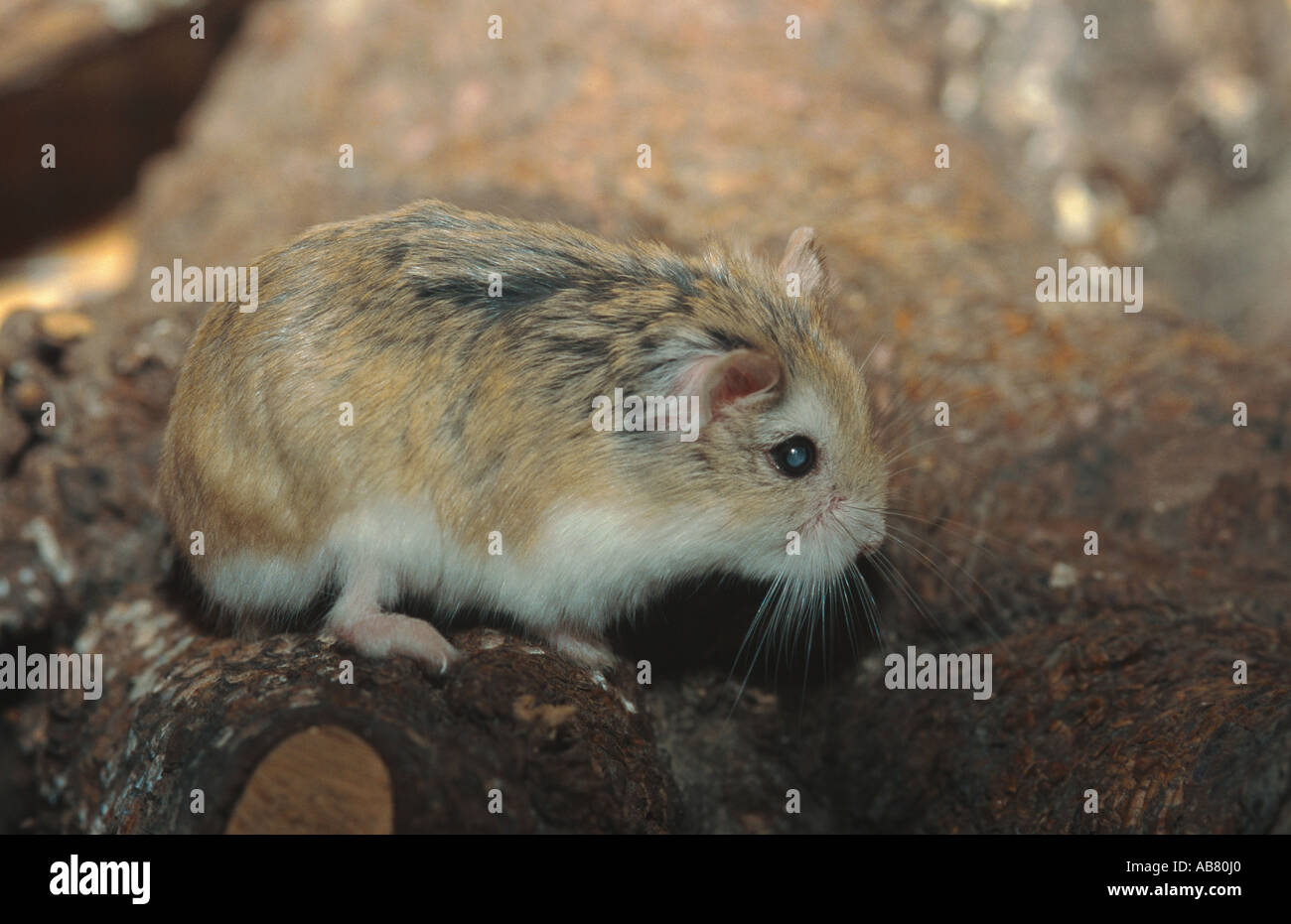 Roborovskii's hamster or desert hamster (Phodopus roborovskii), sitting on a stone, lateral Stock Photo