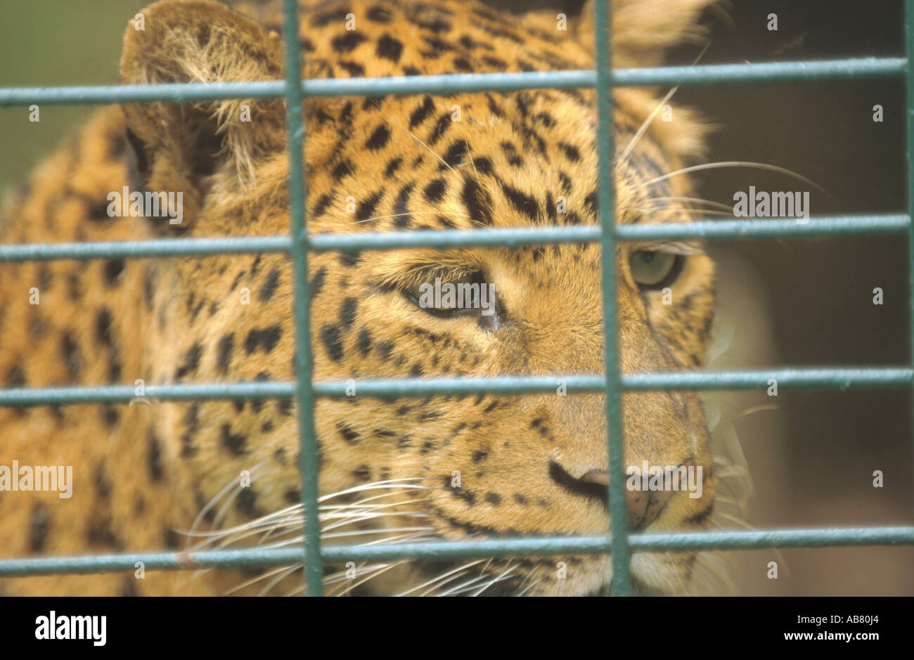 North Chinese leopard (Panthera pardus japonensis), portrait, frontal, in cage behind lattice, captive Stock Photo