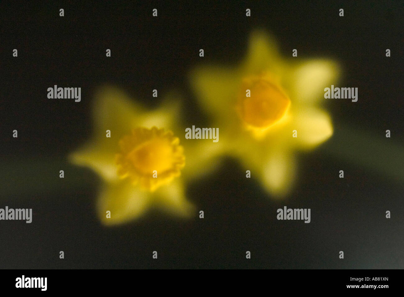 Yellow daffodils shot against black background under frosted glass Stock Photo
