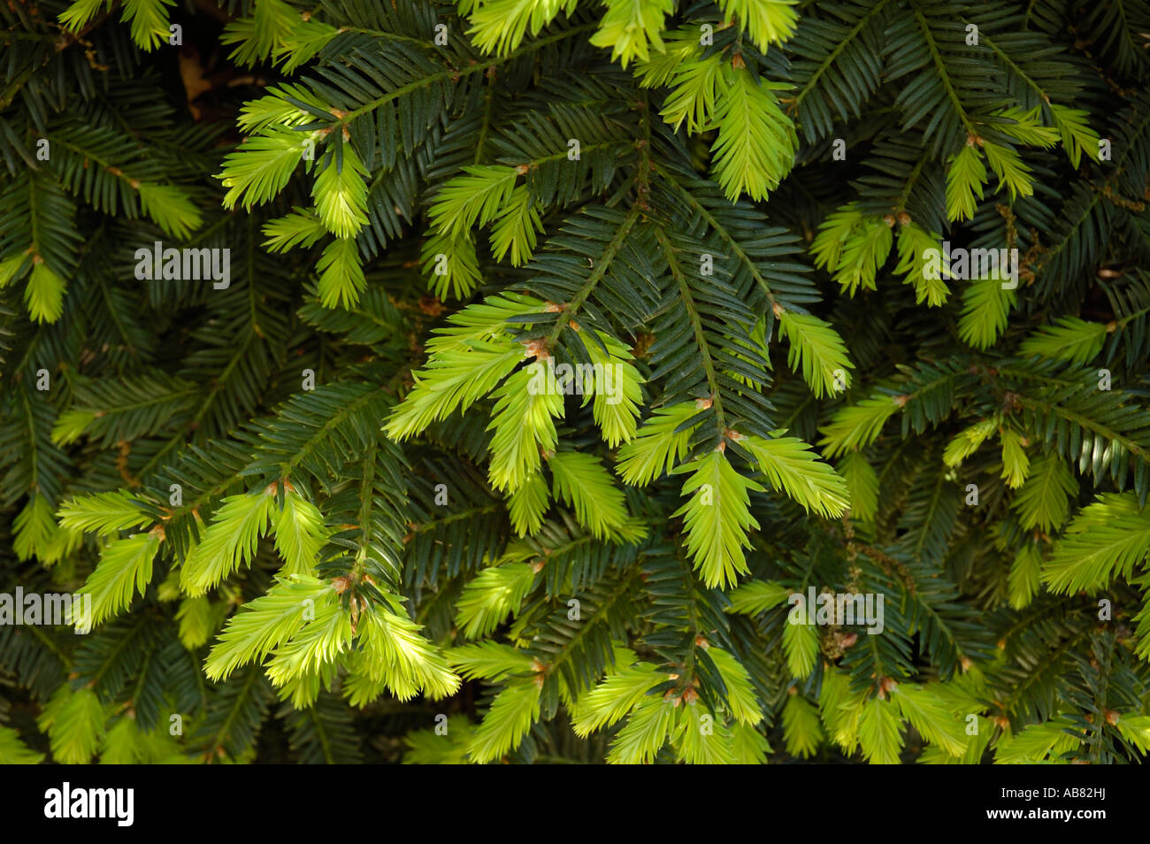 Young fir tree needles hi-res stock photography and images - Alamy