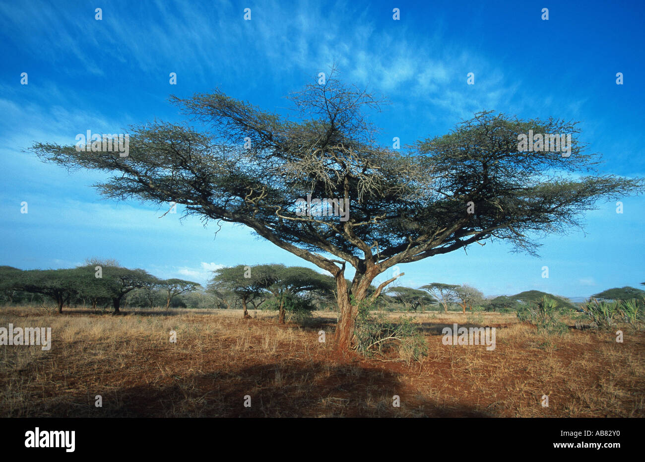 Umbrella Thorn Acacia, Umbrella Acacia (Acacia tortilis), in tree savanna, South Africa, Mkuzi Game Reserve Stock Photo