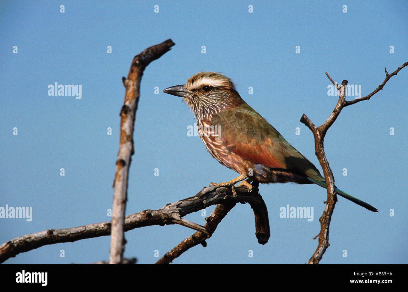 rufous-crowned roller (Coracias naevia), sitting on twig, Kruger NP Stock Photo