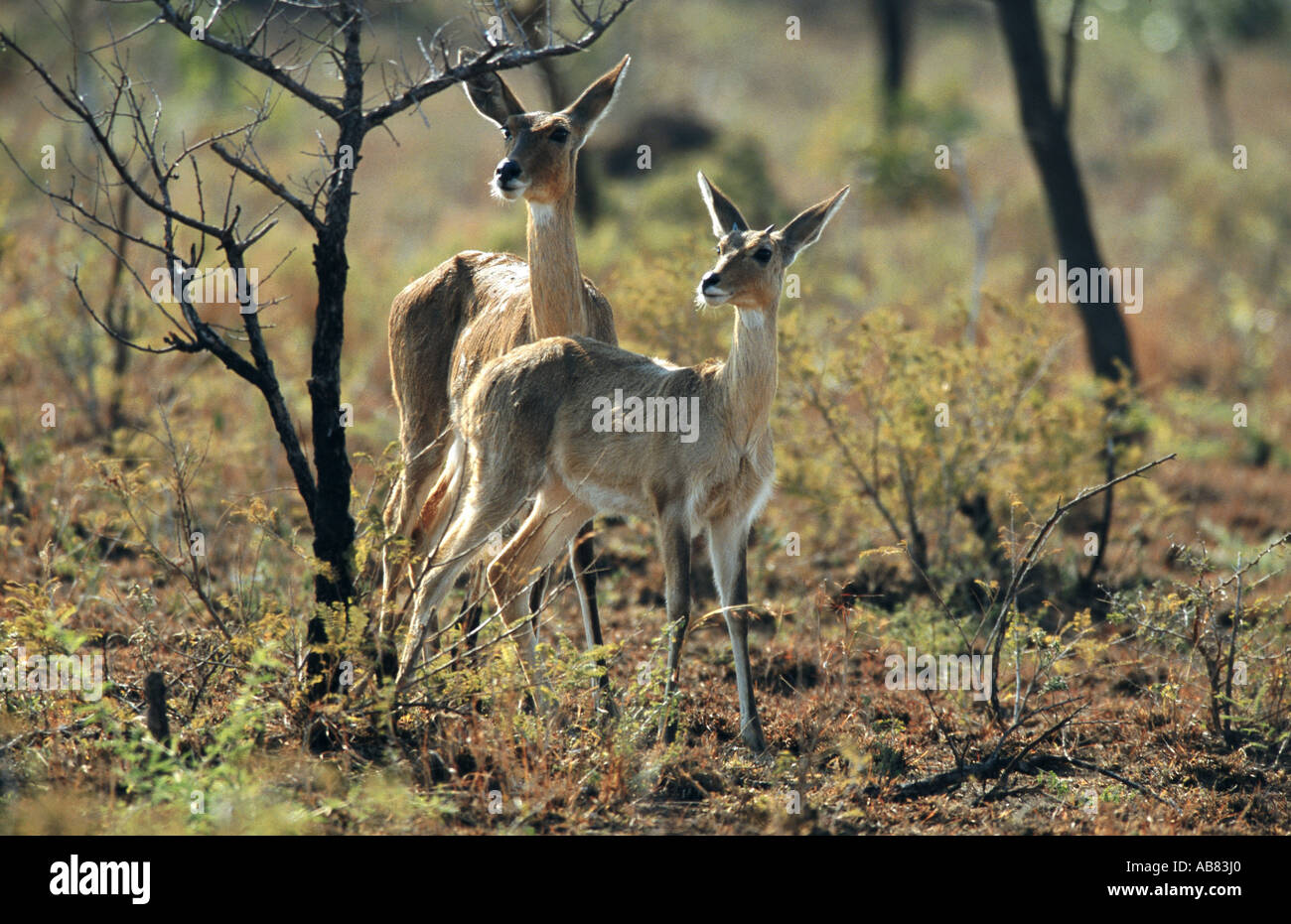 mountain reedbuck (Redunca fulvorufula), couple, South Africa, Kruger ...