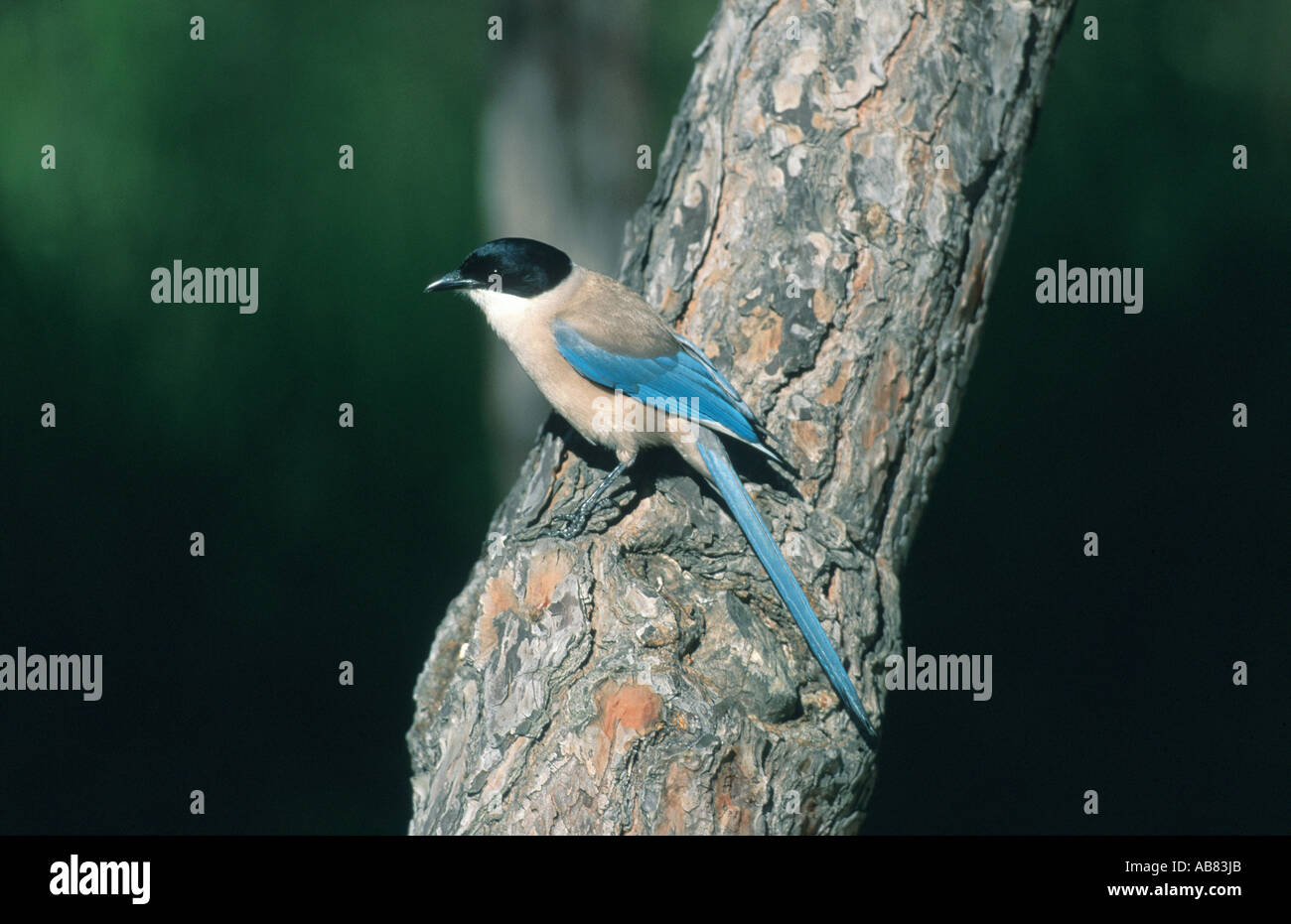 azure-winged magpie (Cyanopica cyana), sitting on branch, Spain Stock Photo