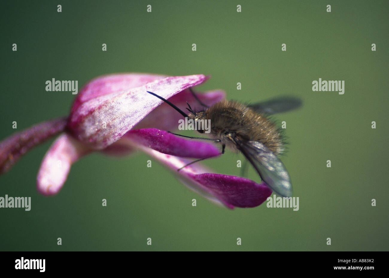 military orchid (Orchis militaris), blossom with fly, Germany Stock Photo