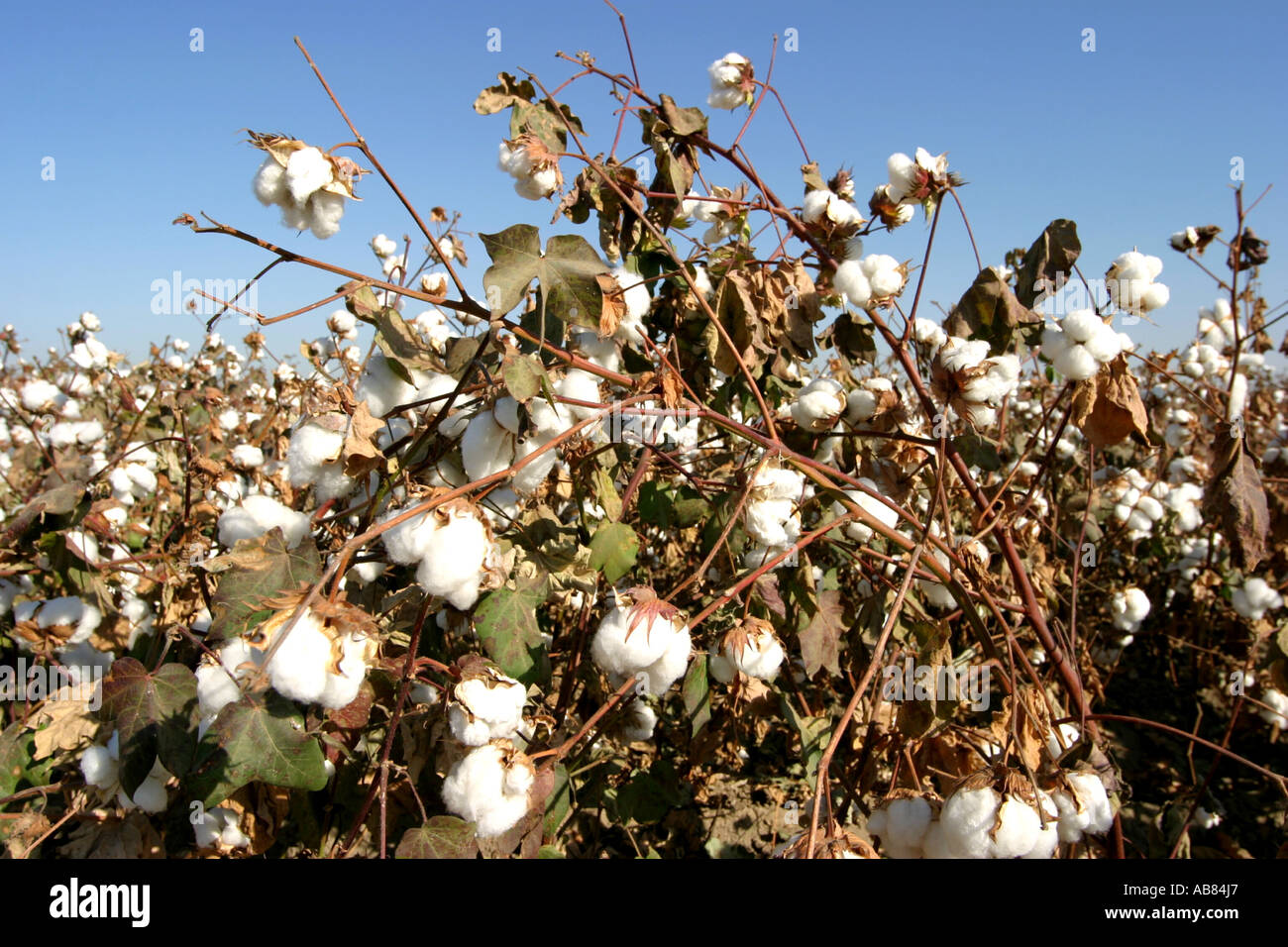 cotton (Gossypium barbadense), plants with seeds, USA, California Stock Photo