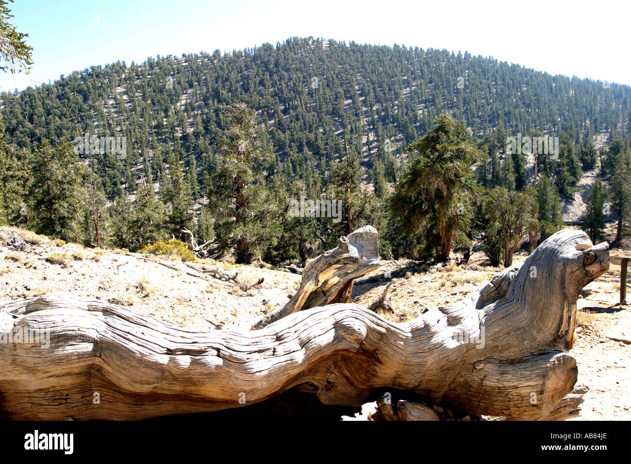 bristlecone pine (Pinus aristata), the oldest living things on earth