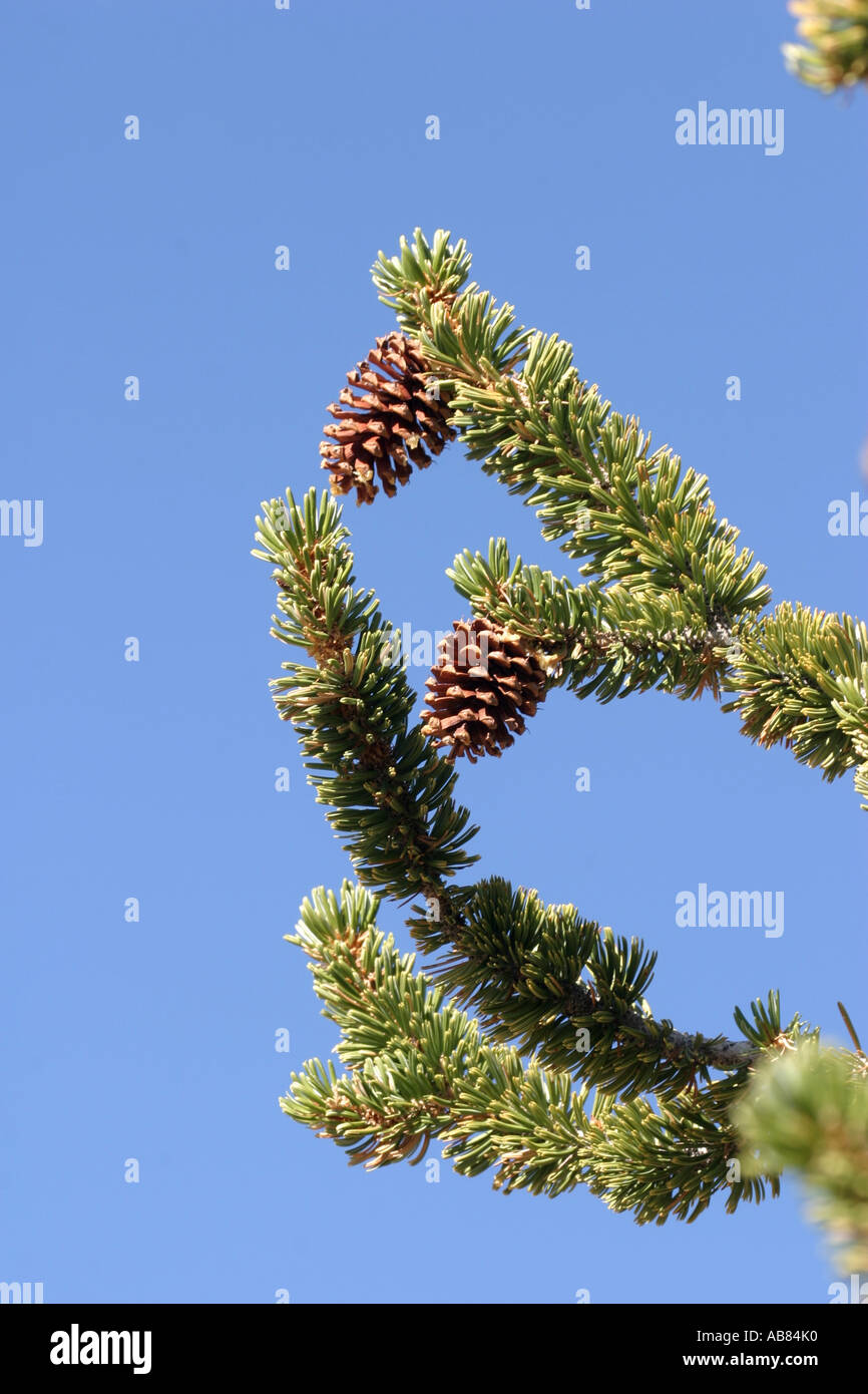 bristlecone pine (Pinus aristata), female cones, USA, California Stock Photo