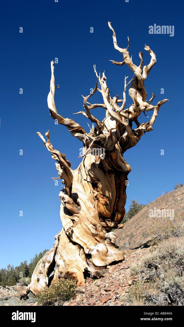 bristlecone pine (Pinus aristata), one of the oldest living things on