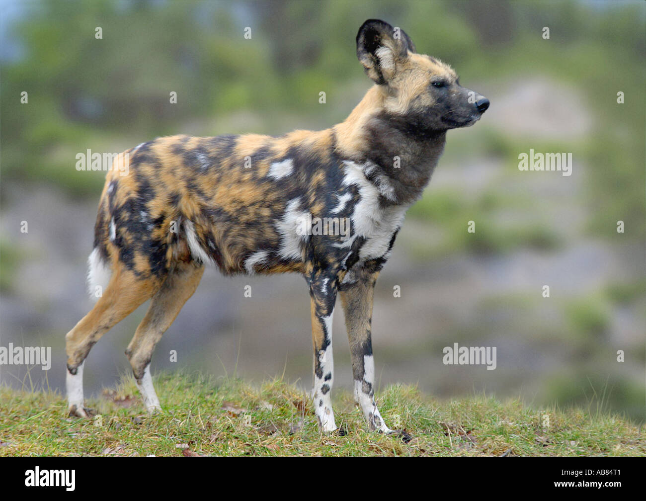 African wild dog (Lycaon pictus) Stock Photo