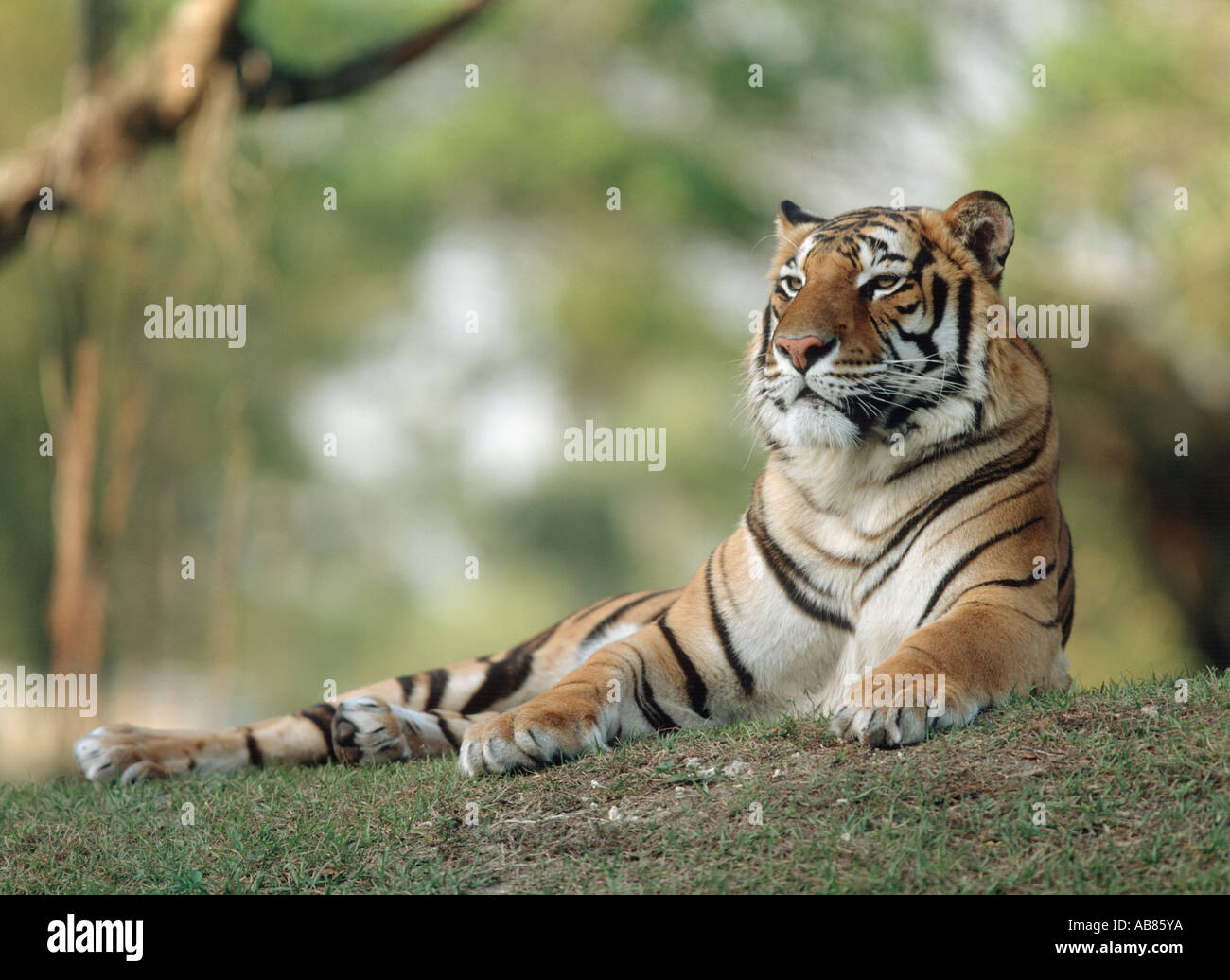 Bengal tiger (Panthera tigris tigris), lying Stock Photo