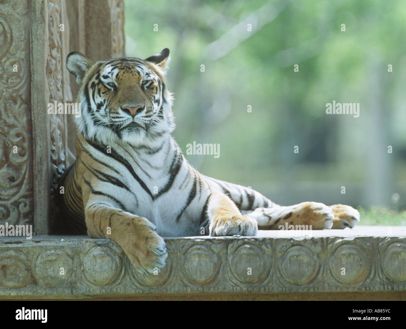 Bengal tiger (Panthera tigris tigris), lying Stock Photo